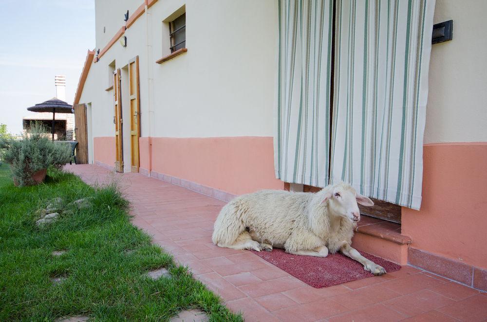 Agriturismo Ca'De'Gatti Faenza Eksteriør billede